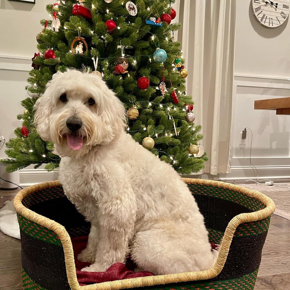 Dog bed - Picture 2 of 5